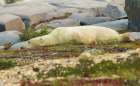 Polar bear rests along the shoreline of Hudson Bay, Canada. Art Print